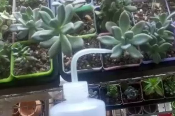 给多肉浇水方法方式 ,给多肉浇水有哪些合适的方法插图3 给多肉浇水方法方式 ,给多肉浇水有哪些合适的方法插图3