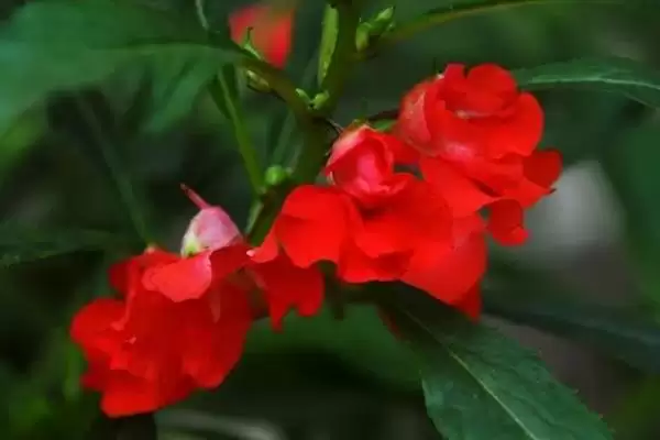 凤仙花花语寓意 ,凤仙花的花语有什么含义和寓插图3