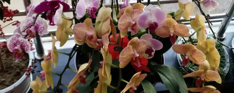 蝴蝶兰浇水方法干后浇水有啥讲究吗,蝴蝶兰的浇水方法，平时干后浇水对吗？-会东网