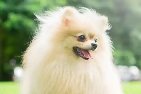 狗脑炎会有什么症状表现,狗脑炎初期会表现出极度兴奋吗插图3