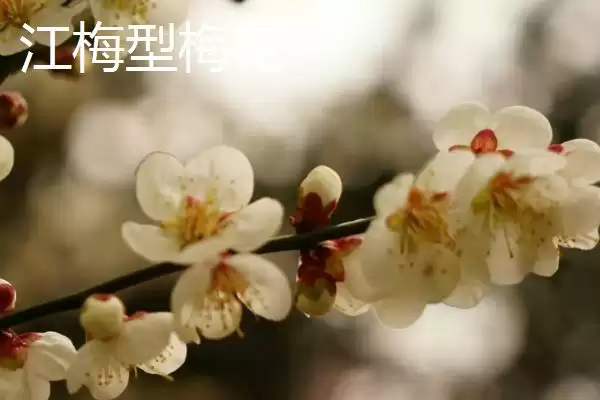 红梅的品种主要有哪些呢,红梅有较多品种且各自有什么特点呢插图3 红梅的品种主要有哪些呢,红梅有较多品种且各自有什么特点呢插图3