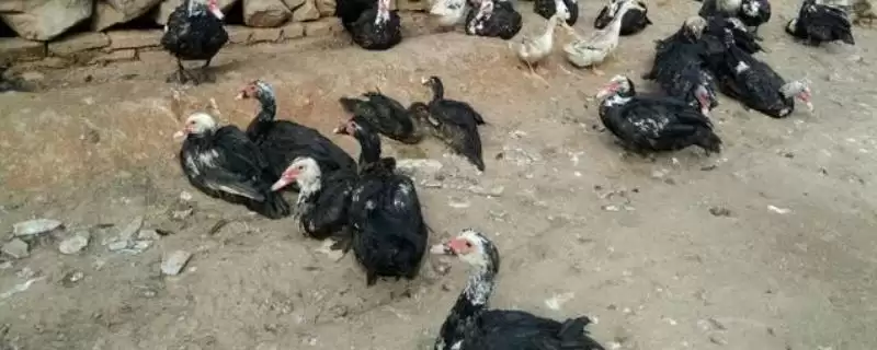 光鸭和番鸭哪个更好一些,光鸭和番鸭是同一品种无好坏之分吗-会东网