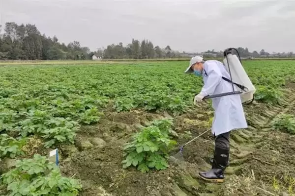 红薯地下害虫如何防治好呢,红薯地下害虫常见为地老虎等如何防治呢插图5