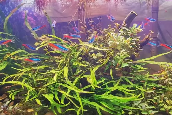 红绿灯鱼好不好养活呢,红绿灯鱼用有过滤系统鱼缸容易养活吗插图1