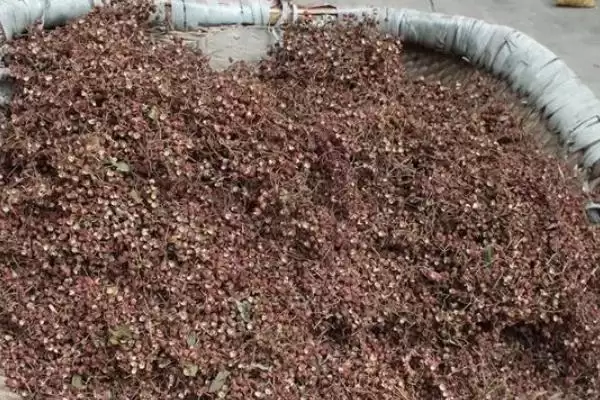 花椒育苗方法适当压土能加快出苗,花椒如何育苗,适当压土作用大吗?插图1 花椒育苗方法适当压土能加快出苗,花椒如何育苗,适当压土作用大吗?插图1
