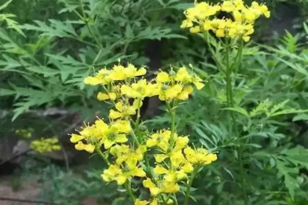 广东臭草的学名是什么呢,广东臭草学名叫芸香是正确的吗插图3