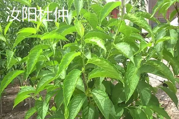 河南省汝阳县特产有啥介绍,河南省汝阳县是历史名酒杜康的发祥地吗插图2