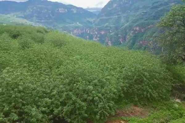花椒育苗方法适当压土能加快出苗,花椒如何育苗,适当压土作用大吗?插图3 花椒育苗方法适当压土能加快出苗,花椒如何育苗,适当压土作用大吗?插图3