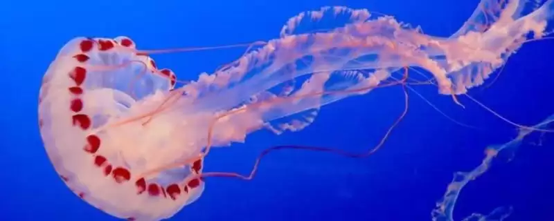 海蜇是什么类型的生物呢,海蜇是一种无脊椎动物这一说法正确吗插图 海蜇是什么类型的生物呢,海蜇是一种无脊椎动物这一说法正确吗插图