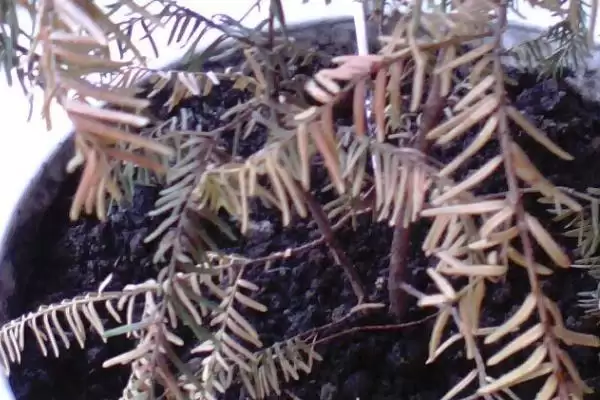 红豆杉的盆景养殖方法是啥,红豆杉盆景用稍大花盆种植来养殖吗插图15