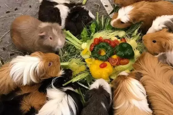 荷兰猪感染真菌会自愈吗,荷兰猪感染真菌很难自愈需要用药治疗吗插图1 荷兰猪感染真菌会自愈吗,荷兰猪感染真菌很难自愈需要用药治疗吗插图1
