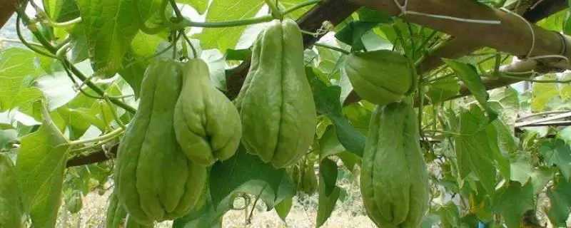 佛手瓜苗种植方法 ,佛手瓜苗的种植需要注意哪些方-会东网