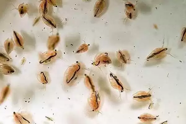 观赏鱼的饲料有哪些种类,观赏鱼饲料有天然和人工饵料两种吗插图1