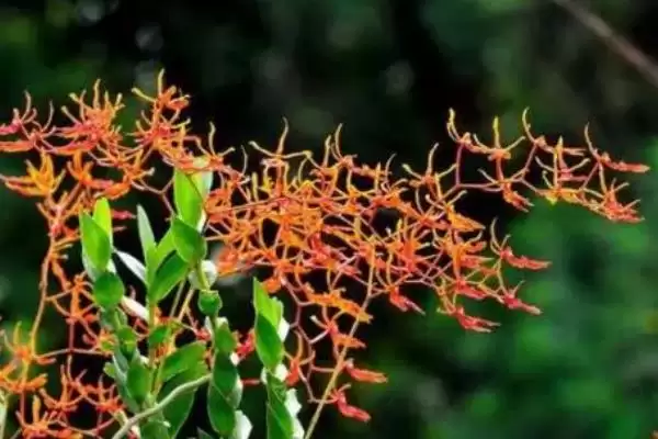火焰兰植物问多年生草本植物,火焰兰简介，植物属性对吗？插图6