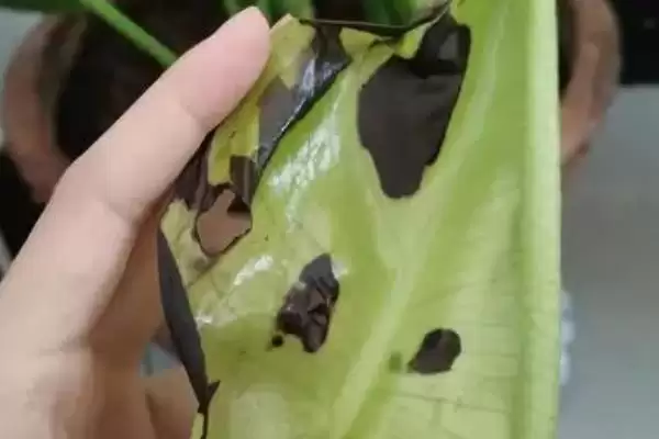龟背竹叶子有黑斑是为何,龟背竹叶子黑斑因土壤带病菌或光照强吗插图1 龟背竹叶子有黑斑是为何,龟背竹叶子黑斑因土壤带病菌或光照强吗插图1