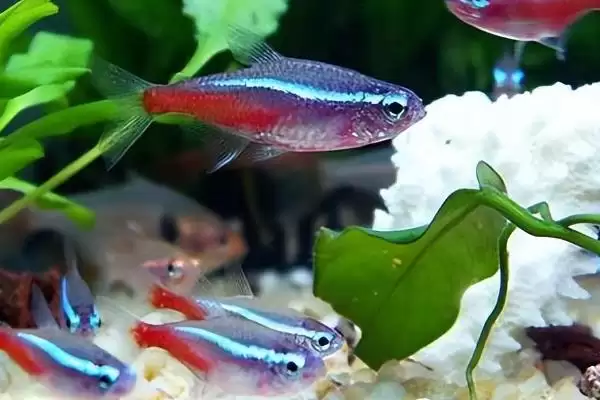 红绿灯鱼好不好养活呢,红绿灯鱼用有过滤系统鱼缸容易养活吗插图7