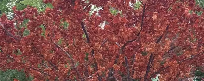 红枫叶枯病的症状有哪些呢,红枫叶枯病主要为害叶片是其症状吗-会东网