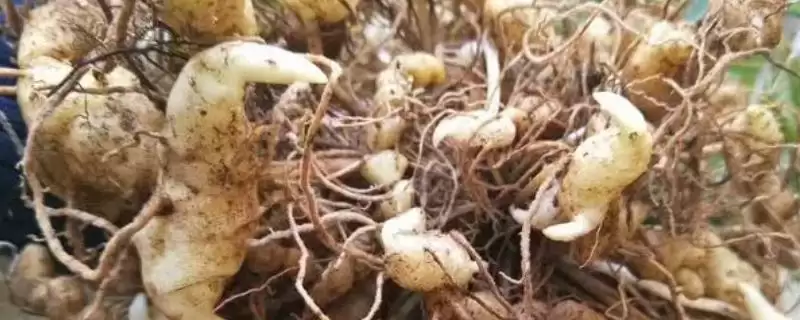 黄精鲜货产量亩产3000-4000斤,黄精鲜货亩产多少斤，产量是这个数？-会东网