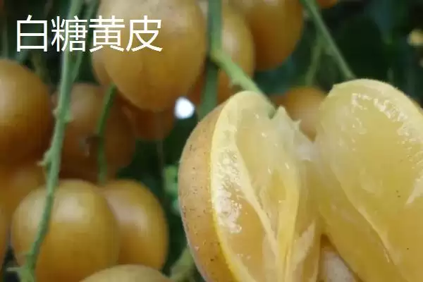 黄皮果品种问这4种真受欢迎,黄皮果品种介绍,受欢迎的是这些?插图1 黄皮果品种问这4种真受欢迎,黄皮果品种介绍,受欢迎的是这些?插图1