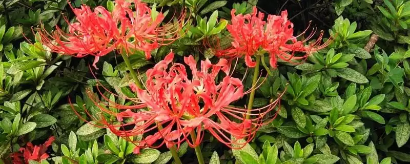 红花石蒜叫死人花是为啥呢,红花石蒜因常在上坟时看到被叫死人花吗插图 红花石蒜叫死人花是为啥呢,红花石蒜因常在上坟时看到被叫死人花吗插图