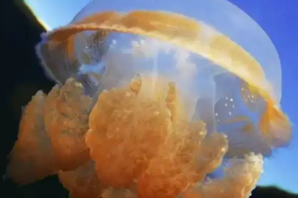 海蜇是什么类型的生物呢,海蜇是一种无脊椎动物这一说法正确吗插图3 海蜇是什么类型的生物呢,海蜇是一种无脊椎动物这一说法正确吗插图3