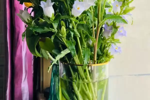 荷兰风铃草的养殖方法是啥,荷兰风铃草每隔15-20天需追施一次肥料吗插图1 荷兰风铃草的养殖方法是啥,荷兰风铃草每隔15-20天需追施一次肥料吗插图1