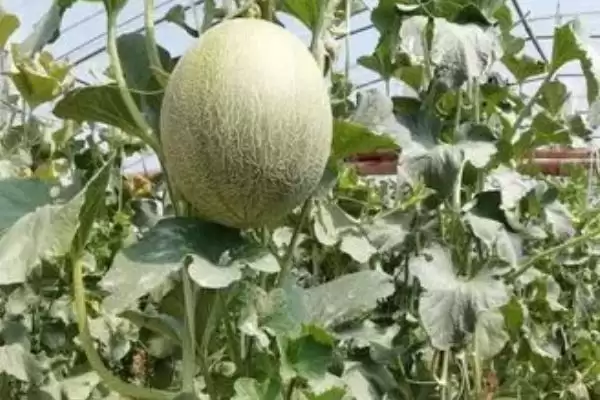 哈密瓜增产有哪些方法措施,哈密瓜整蔓摘心有助于促花保果和增产吗插图4