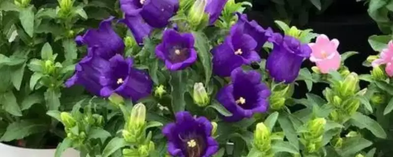 荷兰风铃草的养殖方法是啥,荷兰风铃草每隔15-20天需追施一次肥料吗插图 荷兰风铃草的养殖方法是啥,荷兰风铃草每隔15-20天需追施一次肥料吗插图