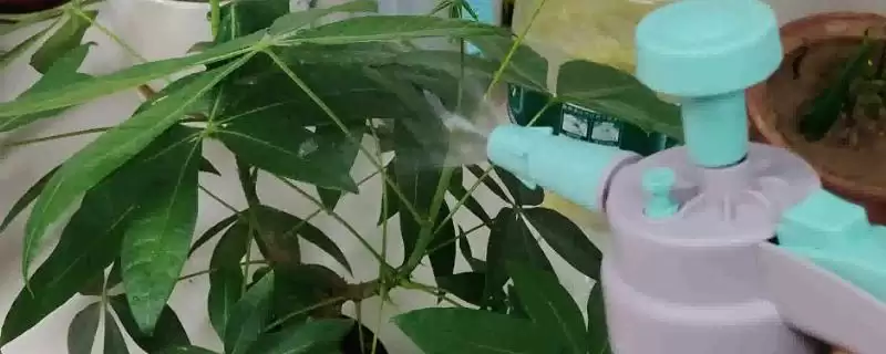 花椒水灭虫否真能除虫杀菌有效,花椒水能不能灭杀花盆中的害虫,效果如何?插图 花椒水灭虫否真能除虫杀菌有效,花椒水能不能灭杀花盆中的害虫,效果如何?插图