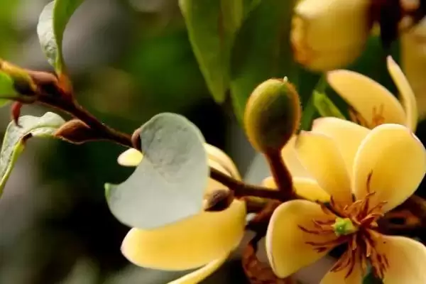 含笑花夏季的浇水方法是啥,含笑花夏季浇水频率为每天一次是正确的吗插图1 含笑花夏季的浇水方法是啥,含笑花夏季浇水频率为每天一次是正确的吗插图1