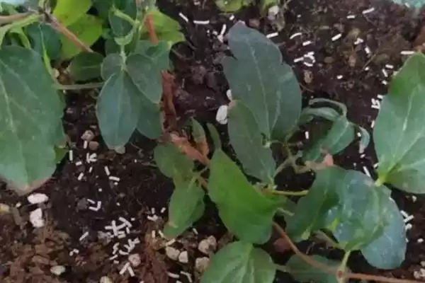 花椒水灭虫否真能除虫杀菌有效,花椒水能不能灭杀花盆中的害虫,效果如何?插图5 花椒水灭虫否真能除虫杀菌有效,花椒水能不能灭杀花盆中的害虫,效果如何?插图5