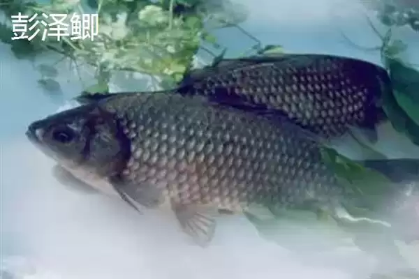 鲫鱼品种介绍土鲫高背鲫常见,鲫鱼的品种介绍，常见品种有这些？插图5
