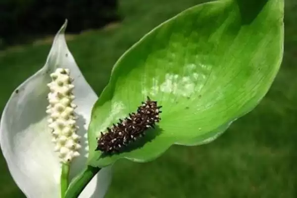 白掌的种植方法,白掌应如何进行种植插图1