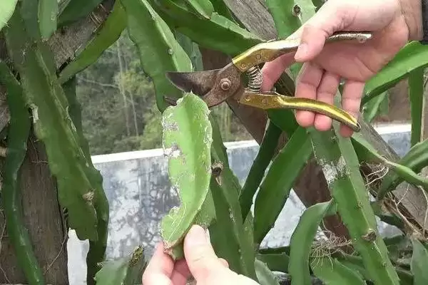 火龙果结果问剪枝不是唯一条件,火龙果要剪枝才能结果么，还有啥因素？插图1