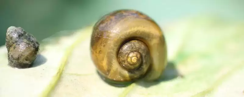 福寿螺卵在水存活 ,福寿螺卵在水里能不能长时间存活-会东网