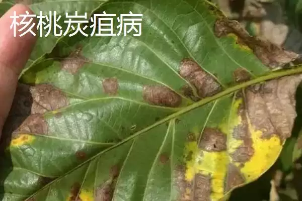 核桃常见病害怎么防治好呢,核桃常见病害需根据症状对症进行治疗吗插图2 核桃常见病害怎么防治好呢,核桃常见病害需根据症状对症进行治疗吗插图2