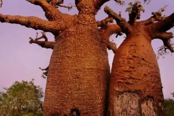 猴面包树的种植方法是什么,猴面包树种植前需对种子进行催芽吗插图3 猴面包树的种植方法是什么,猴面包树种植前需对种子进行催芽吗插图3