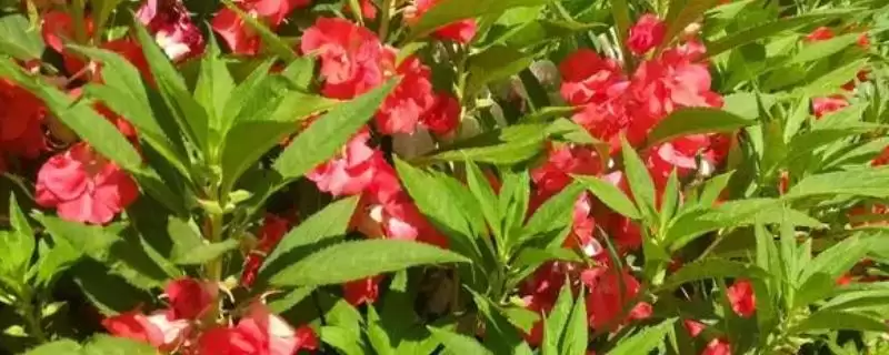 凤仙花品种类型 ,凤仙花常见的品种有哪些种-会东网