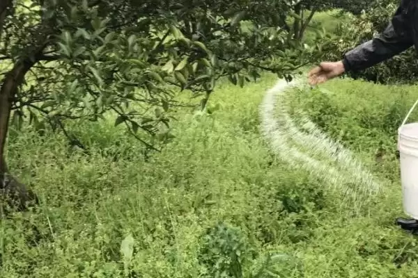 果树施肥有哪些实用技巧呢,果树施肥应根据树龄来合理进行吗插图3 果树施肥有哪些实用技巧呢,果树施肥应根据树龄来合理进行吗插图3