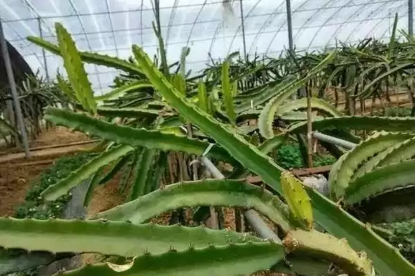 火龙果结果问剪枝不是唯一条件,火龙果要剪枝才能结果么，还有啥因素？插图3