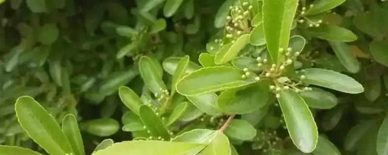 冬青树的价格影响因素,冬青树的价格受哪些因素条件的影响插图 冬青树的价格影响因素,冬青树的价格受哪些因素条件的影响插图