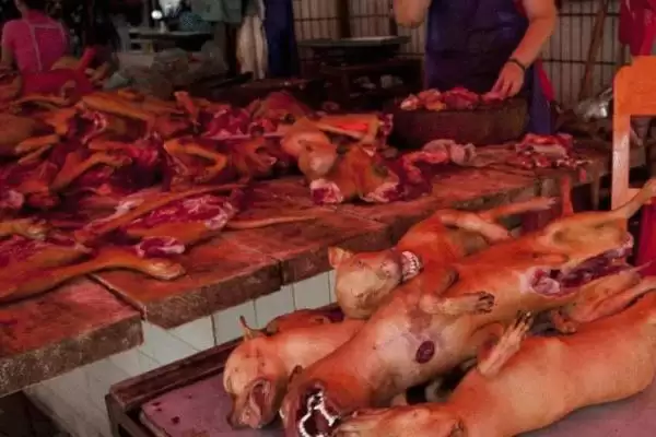 狗肉节是个怎样的节日,狗肉节就是吃狗肉的节日吗插图2