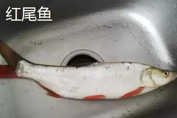 黄尾鱼价格问一斤12-20元贵,黄尾鱼的价格，这个价格合理吗？插图4