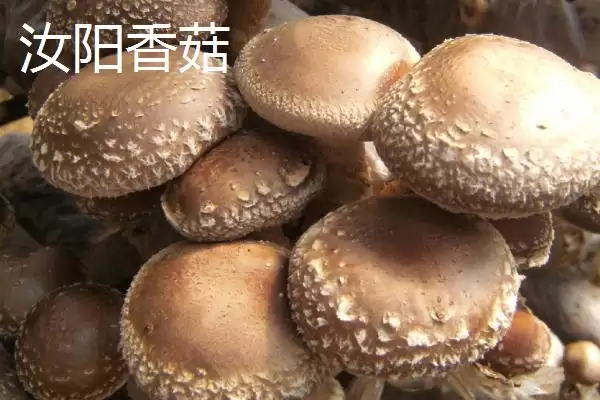 河南省汝阳县特产有啥介绍,河南省汝阳县是历史名酒杜康的发祥地吗插图5