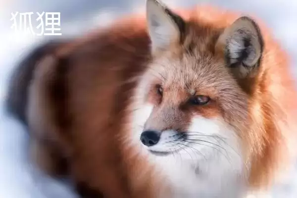 黄鼠狼咬鸡部位一般咬脖子吗,黄鼠狼咬鸡哪个部位，是这个部位吗？插图3