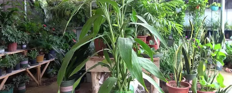 富贵竹修剪方法技巧 ,富贵竹的修剪有哪些方法和要插图 富贵竹修剪方法技巧 ,富贵竹的修剪有哪些方法和要插图