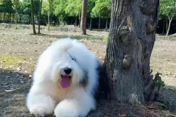 古牧犬的性格是怎样的呢,古牧犬性格比较淘气但很乐观吗插图1