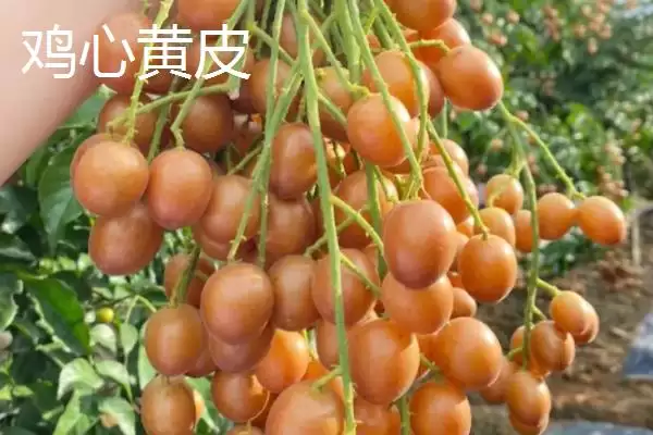 黄皮果品种问这4种真受欢迎,黄皮果品种介绍,受欢迎的是这些?插图2 黄皮果品种问这4种真受欢迎,黄皮果品种介绍,受欢迎的是这些?插图2