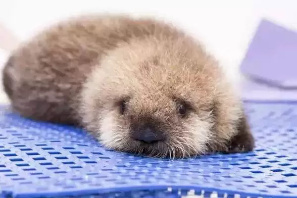 海獭经常捂眼睛是为啥呢,海獭经常捂眼睛可能为梳理毛发或保暖吗插图4 海獭经常捂眼睛是为啥呢,海獭经常捂眼睛可能为梳理毛发或保暖吗插图4