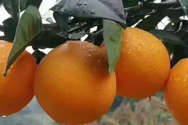 赣南脐橙生长年线 ,赣南脐橙的生长周期是怎样的插图1